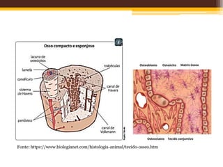 Fonte: https://www.biologianet.com/histologia-animal/tecido-osseo.htm
 