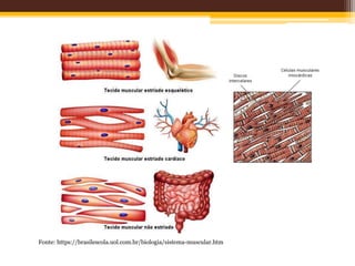 Fonte: https://brasilescola.uol.com.br/biologia/sistema-muscular.htm
 
