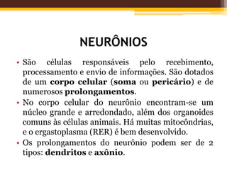 NEURÔNIOS
• São células responsáveis pelo recebimento,
processamento e envio de informações. São dotados
de um corpo celular (soma ou pericário) e de
numerosos prolongamentos.
• No corpo celular do neurônio encontram-se um
núcleo grande e arredondado, além dos organoides
comuns às células animais. Há muitas mitocôndrias,
e o ergastoplasma (RER) é bem desenvolvido.
• Os prolongamentos do neurônio podem ser de 2
tipos: dendritos e axônio.
 
