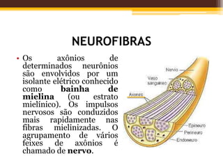 NEUROFIBRAS
• Os axônios de
determinados neurônios
são envolvidos por um
isolante elétrico conhecido
como bainha de
mielina (ou estrato
mielínico). Os impulsos
nervosos são conduzidos
mais rapidamente nas
fibras mielinizadas. O
agrupamento de vários
feixes de axônios é
chamado de nervo.
 