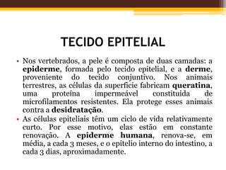 TECIDO EPITELIAL
• Nos vertebrados, a pele é composta de duas camadas: a
epiderme, formada pelo tecido epitelial, e a derme,
proveniente do tecido conjuntivo. Nos animais
terrestres, as células da superficie fabricam queratina,
uma proteína impermeável constituida de
microfilamentos resistentes. Ela protege esses animais
contra a desidratação.
• As células epiteliais têm um ciclo de vida relativamente
curto. Por esse motivo, elas estão em constante
renovação. A epiderme humana, renova-se, em
média, a cada 3 meses, e o epitelio interno do intestino, a
cada 3 dias, aproximadamente.
 