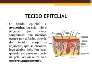 TECIDO EPITELIAL
• O tecido epitelial é
avascular, ou seja, não é
irrigado por vasos
sanguíneos. Sua nutrição
ocorre por difusão, através
do tecido conjuntivo
adjacente, que se encontra
logo abaixo dele. Por isso,
quando sofremos um corte
na pele, vez ou outra não
ocorre sangramento.
 