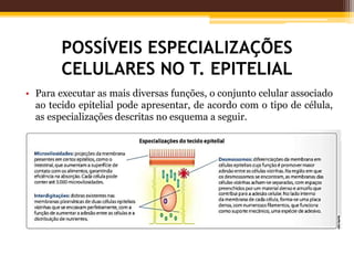 POSSÍVEIS ESPECIALIZAÇÕES
CELULARES NO T. EPITELIAL
• Para executar as mais diversas funções, o conjunto celular associado
ao tecido epitelial pode apresentar, de acordo com o tipo de célula,
as especializações descritas no esquema a seguir.
 