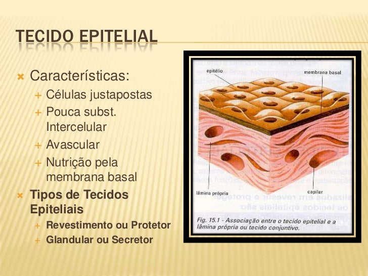 Celulas Epiteliais