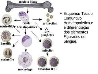 Esquema: Tecido Conjuntivo Hematopoiético e a diferenciação dos elementos Figurados do Sangue. 