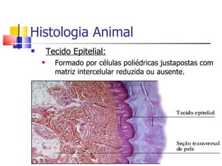 Histologia Animal Tecido Epitelial: Formado por células poliédricas justapostas com matriz intercelular reduzida ou ausente. 