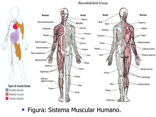 Figura: Sistema Muscular Humano. 