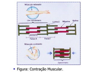 Figura: Contração Muscular. 