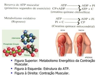 Figura Superior: Metabolismo Energético da Contração Muscular. Figura à Esquerda: Estrutura do ATP. Figura à Direita: Contração Muscular. 