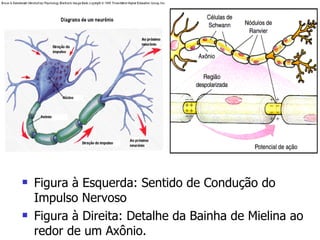 Figura à Esquerda: Sentido de Condução do Impulso Nervoso Figura à Direita: Detalhe da Bainha de Mielina ao redor de um Axônio. 