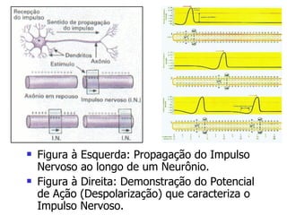 Figura à Esquerda: Propagação do Impulso Nervoso ao longo de um Neurônio. Figura à Direita: Demonstração do Potencial de Ação (Despolarização) que caracteriza o Impulso Nervoso. 