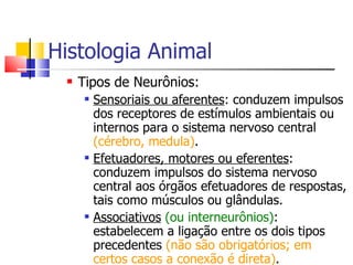 Histologia Animal Tipos de Neurônios: Sensoriais ou aferentes : conduzem impulsos dos receptores de estímulos ambientais ou internos para o sistema nervoso central  (cérebro, medula) . Efetuadores, motores ou eferentes : conduzem impulsos do sistema nervoso central aos órgãos efetuadores de respostas, tais como músculos ou glândulas. Associativos   (ou interneurônios) : estabelecem a ligação entre os dois tipos precedentes  (não são obrigatórios; em certos casos a conexão é direta) . 