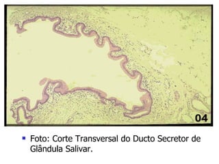 Foto: Corte Transversal do Ducto Secretor de Glândula Salivar. 