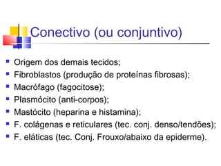 Conectivo (ou conjuntivo)
 Origem dos demais tecidos;
 Fibroblastos (produção de proteínas fibrosas);
 Macrófago (fagocitose);
 Plasmócito (anti-corpos);
 Mastócito (heparina e histamina);
 F. colágenas e reticulares (tec. conj. denso/tendões);
 F. eláticas (tec. Conj. Frouxo/abaixo da epiderme).
 