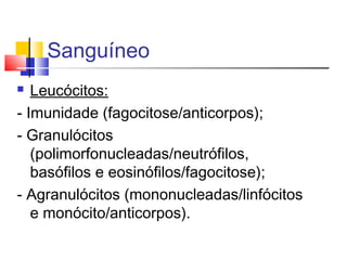 Sanguíneo
 Leucócitos:
- Imunidade (fagocitose/anticorpos);
- Granulócitos
(polimorfonucleadas/neutrófilos,
basófilos e eosinófilos/fagocitose);
- Agranulócitos (mononucleadas/linfócitos
e monócito/anticorpos).
 