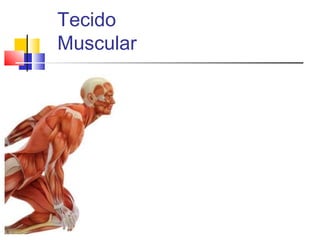 Tecido
Muscular
 