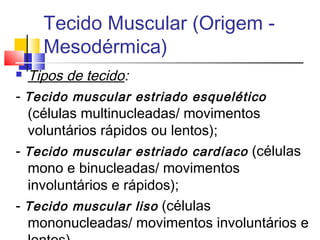 Tecido Muscular (Origem -
Mesodérmica)
 Tipos de tecido:
- Tecido muscular estriado esquelético
(células multinucleadas/ movimentos
voluntários rápidos ou lentos);
- Tecido muscular estriado cardíaco (células
mono e binucleadas/ movimentos
involuntários e rápidos);
- Tecido muscular liso (células
mononucleadas/ movimentos involuntários e
 