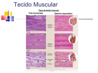 Tecido Muscular
 