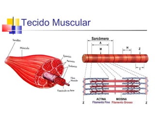 Tecido Muscular
 