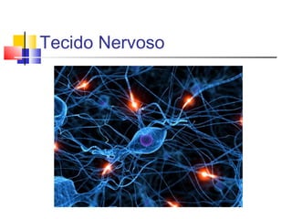 Tecido Nervoso
 