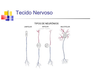 Tecido Nervoso
 