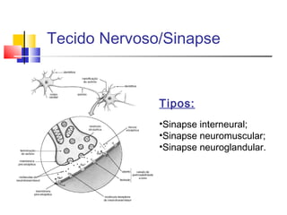 Tecido Nervoso/Sinapse
Tipos:
•Sinapse interneural;
•Sinapse neuromuscular;
•Sinapse neuroglandular.
 