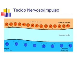 Tecido Nervoso/Impulso
 