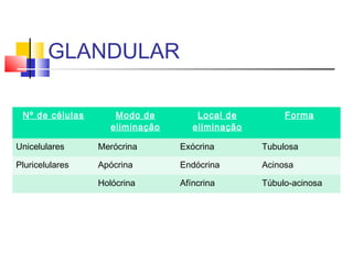 GLANDULAR
Nº de células Modo de
eliminação
Local de
eliminação
Forma
Unicelulares Merócrina Exócrina Tubulosa
Pluricelulares Apócrina Endócrina Acinosa
Holócrina Afíncrina Túbulo-acinosa
 