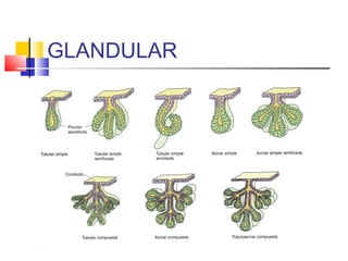 GLANDULAR
 