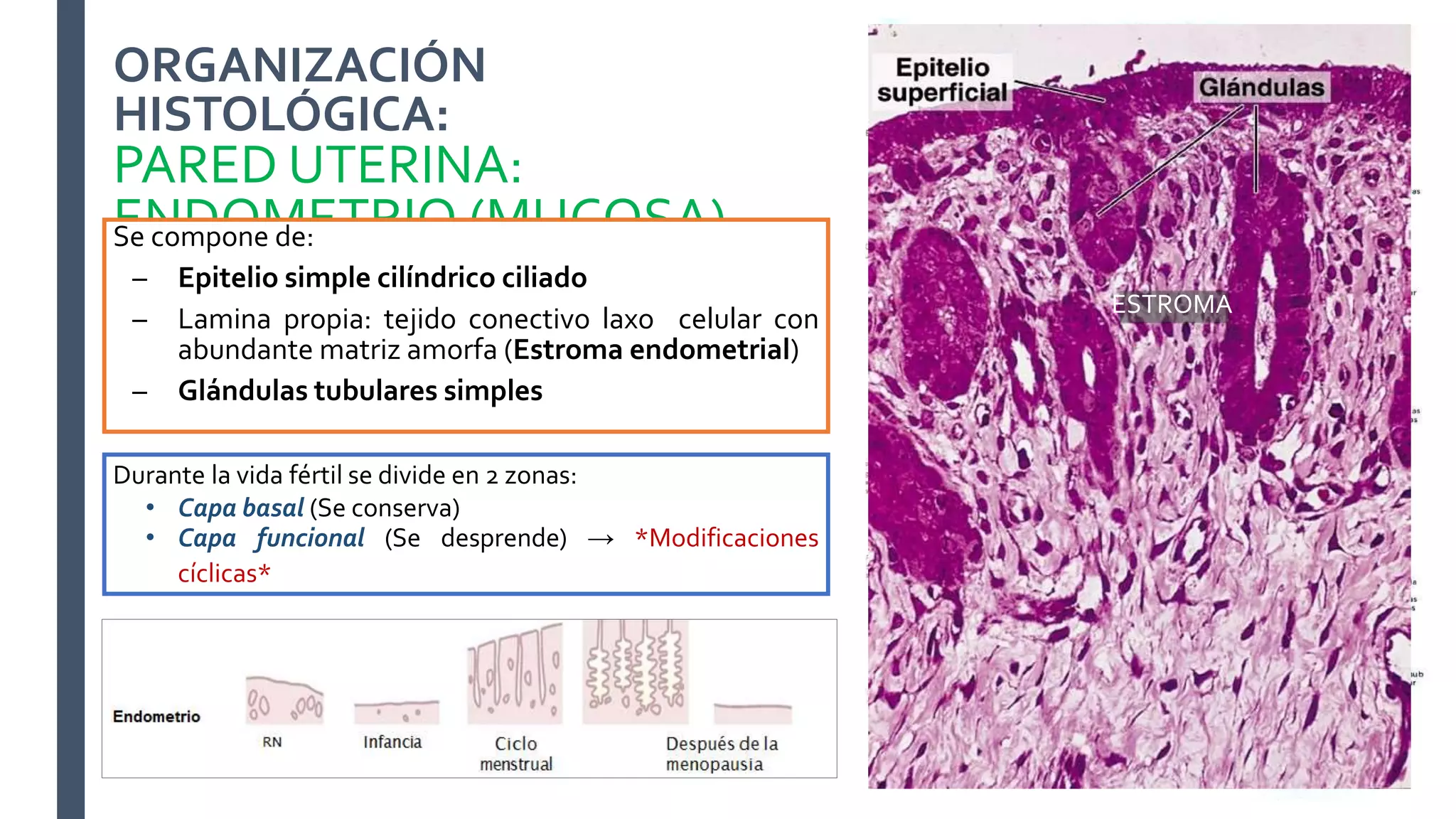 Histologia Aparato reproductor femenino | PPTX