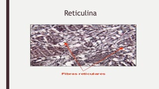 Reticulina
 