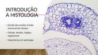 INTRODUÇÃO
A HISTOLOGIA
• Estudo dos tecidos (União
funcional de células)
• Celulas, tecidos, órgãos,
organismos
• Importancia em patologia
 