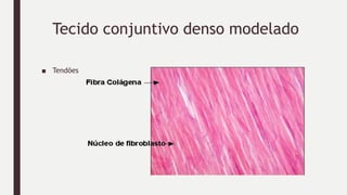 Tecido conjuntivo denso modelado
■ Tendões
 
