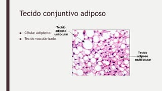 Tecido conjuntivo adiposo
■ Célula: Adipócito
■ Tecido vascularizado
 