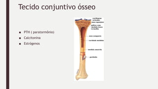 Tecido conjuntivo ósseo
■ PTH ( paratormônio)
■ Calcitonina
■ Estrógenos
 