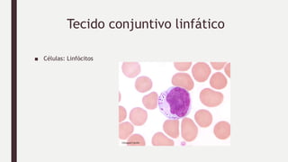 Tecido conjuntivo linfático
■ Células: Linfócitos
 