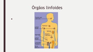Órgãos linfoides
■
 