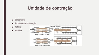 Unidade de contração
■ Sarcômero
■ Proteinas de contração
■ Actina
■ Miosina
 