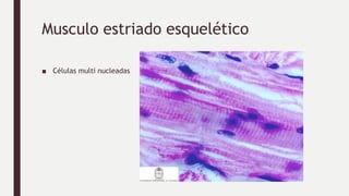 Musculo estriado esquelético
■ Células multi nucleadas
 
