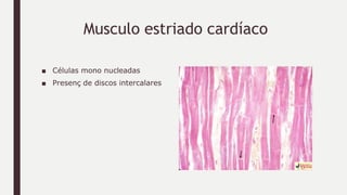 Musculo estriado cardíaco
■ Células mono nucleadas
■ Presenç de discos intercalares
 