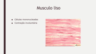 Musculo liso
■ Células mononucleadas
■ Contração involuntária
 