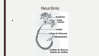 Neurônio
■
 