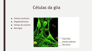 Células da glia
■ Células auxiliares:
■ Oligodendrócitos
■ Células de schwann
■ Macróglia
 