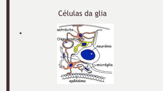 Células da glia
■
 
