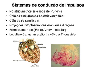 Sistemas de condução de impulsos
• Nó atrioventricular e rede de Purkinje
• Células similares ao nó atrioventricular
• Células se ramificam
• Projeções citoplasmáticas em várias direções
• Forma uma rede (Feixe Atrioventricular)
• Localização: na inserção da válvula Tricúspide
 