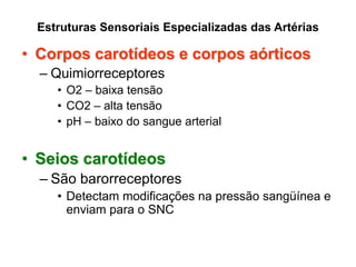 Estruturas Sensoriais Especializadas das Artérias
• Corpos carotídeos e corpos aórticos
– Quimiorreceptores
• O2 – baixa tensão
• CO2 – alta tensão
• pH – baixo do sangue arterial
• Seios carotídeos
– São barorreceptores
• Detectam modificações na pressão sangüínea e
enviam para o SNC
 