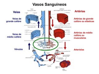 Veias Artérias
Veias de
grande calibre
Veias de
médio calibre
Vênulas
Artérias de grande
calibre ou elásticas
Artérias de médio
calibre ou
musculares
Arteríolas
Vasos Sanguíneos
 
