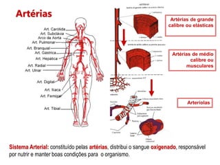 Artérias Artérias de grande
calibre ou elásticas
Artérias de médio
calibre ou
musculares
Arteríolas
Sistema Arterial: constituído pelas artérias, distribui o sangue oxigenado, responsável
por nutrir e manter boas condições para o organismo.
 