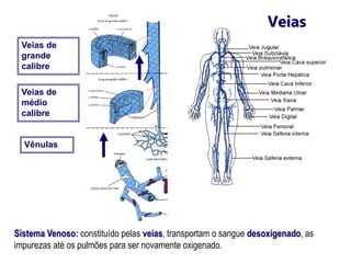 Veias
Veias de
grande
calibre
Veias de
médio
calibre
Vênulas
Sistema Venoso: constituído pelas veias, transportam o sangue desoxigenado, as
impurezas até os pulmões para ser novamente oxigenado.
 