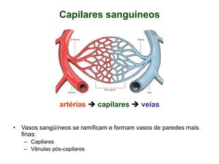 Capilares sanguíneos
• Vasos sangüíneos se ramificam e formam vasos de paredes mais
finas:
– Capilares
– Vênulas pós-capilares
artérias  capilares  veias
 